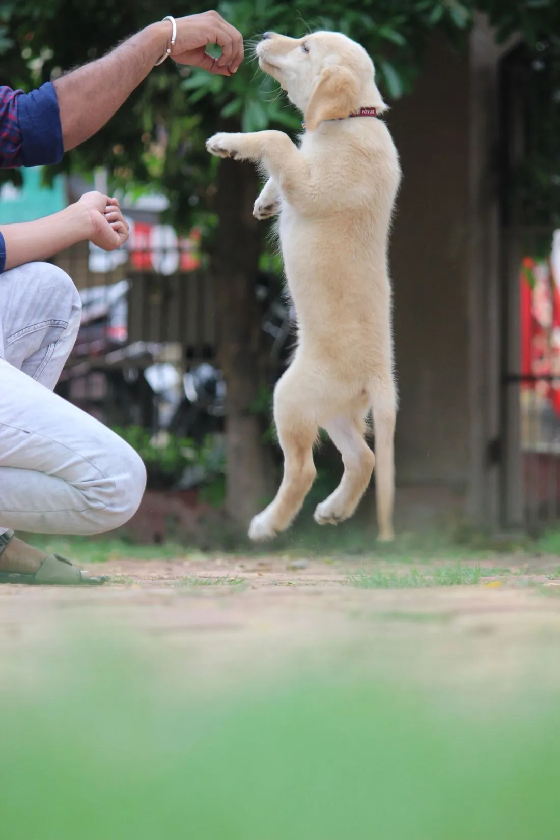 Aumentar a confiança do seu cão