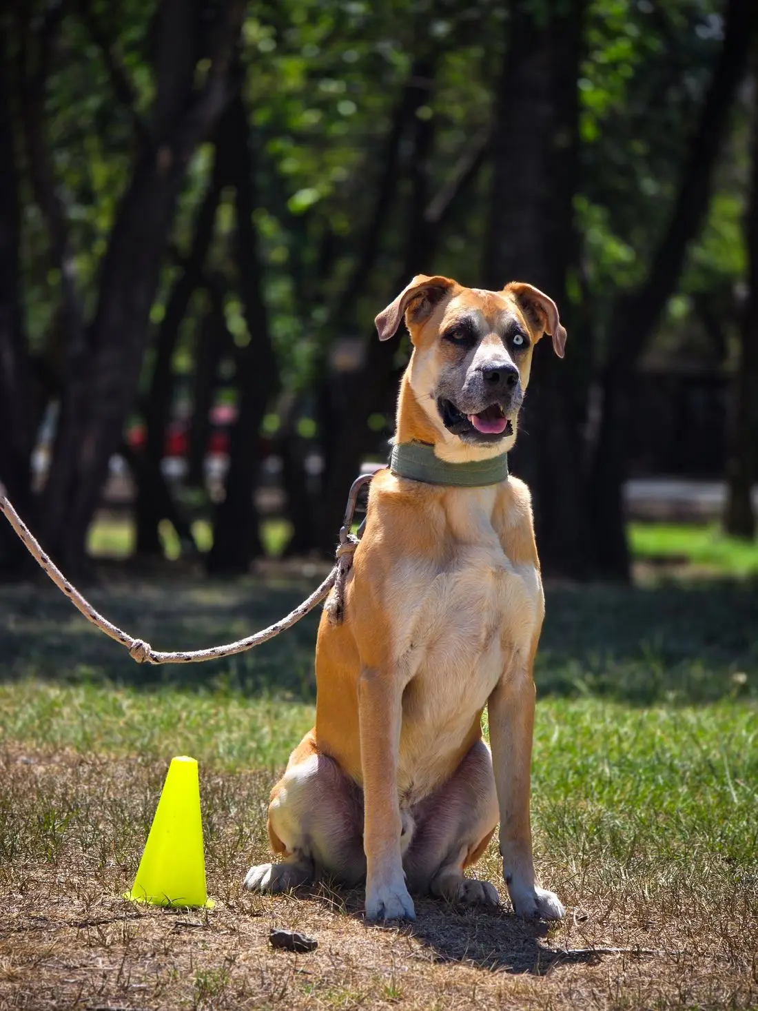 Cão treinado sentado obediente em um parque, ao lado de um cone de treino