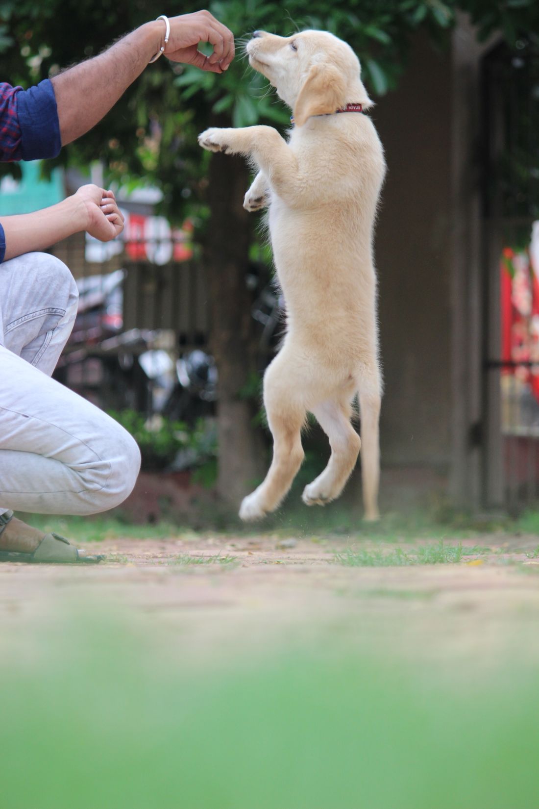 Aumentar a confiança do seu cão